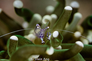L I M P I D
Anemone shrimp (Ancylomenes holthuisi)
Anil... by Irwin Ang 